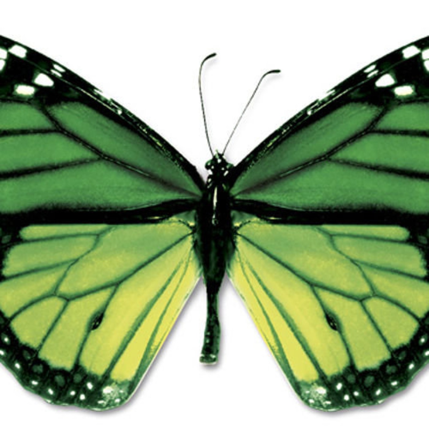 ButterFly1