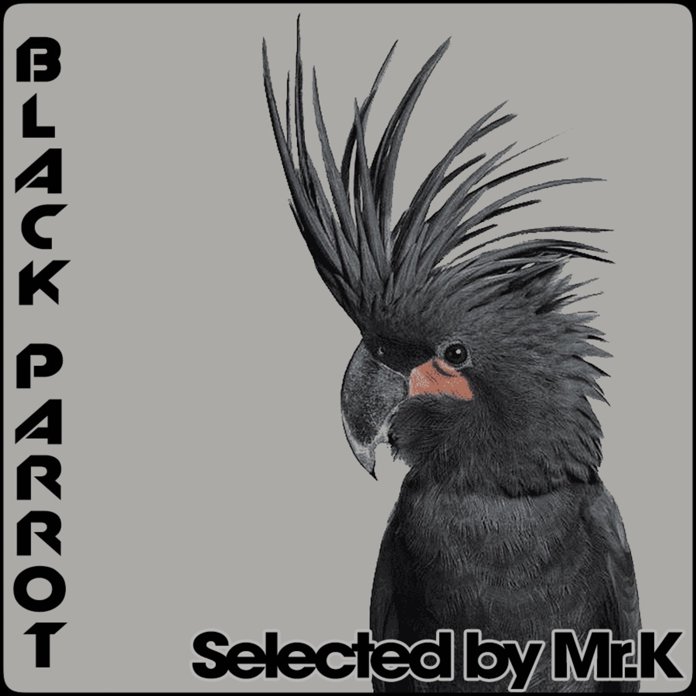Black Parrot - Selected by Mr.K