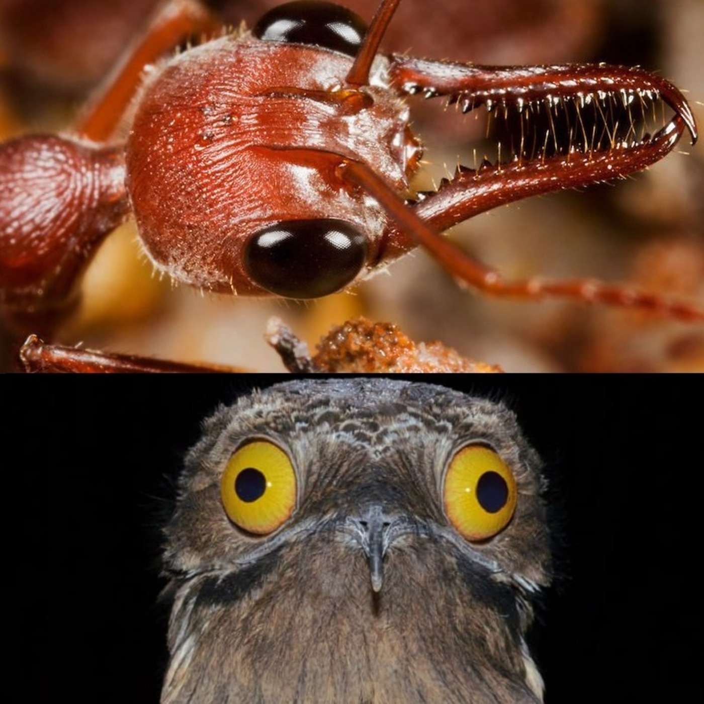Bestiaire des Besties 10