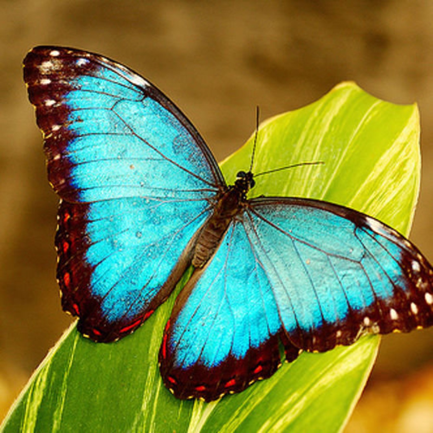 ButterFly2